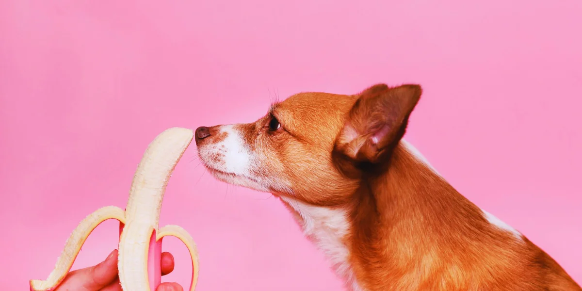 Dogs Eat Banana Pudding