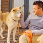 Do Dogs Pant When Happy? A Complete Guide for Dog Owners