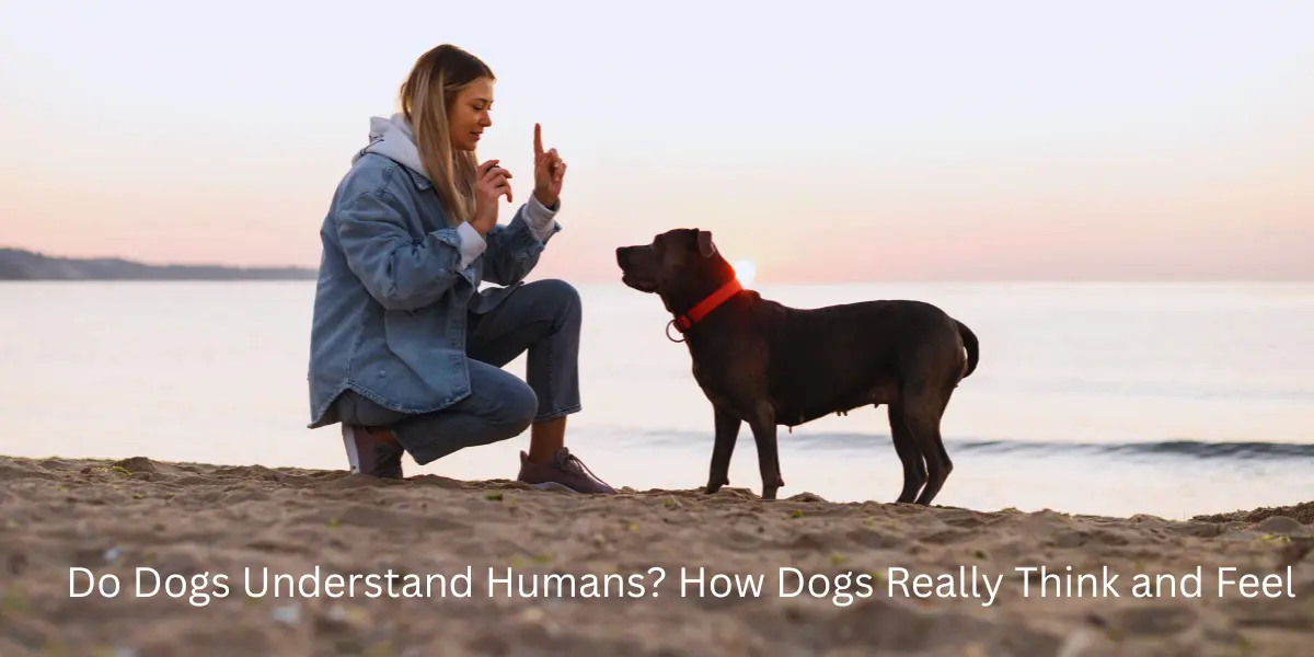 Do Dogs Understand Humans?