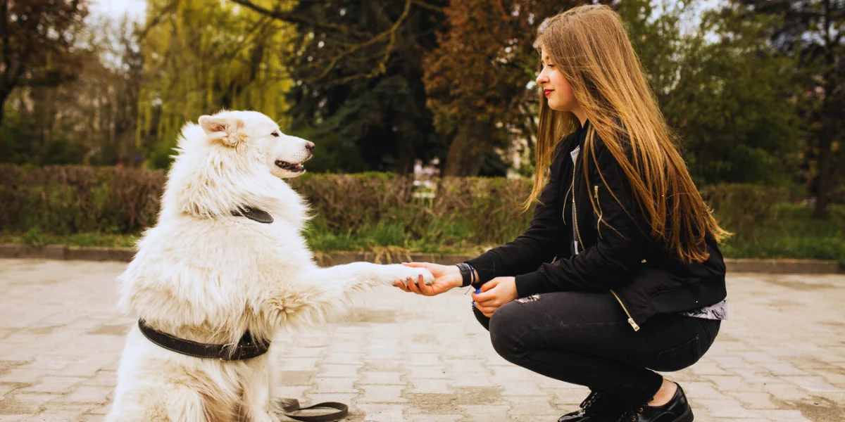 Easy to Train Dogs: Top Breeds & Training Guide