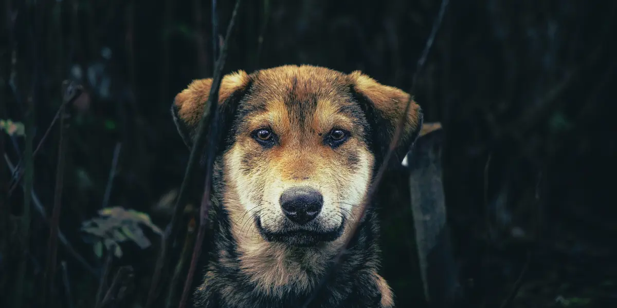 How Do You Get a Scared Dog to Trust You?