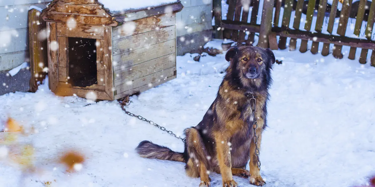 How Do You Heat a Dog House Safely in Winter Without Risk