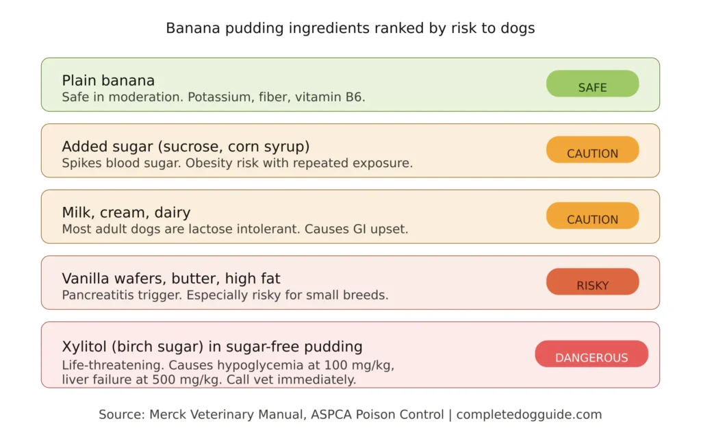 Infographic showing banana pudding ingredients ranked from safe to dangerous for dogs, with plain banana marked safe, sugar and dairy marked caution, vanilla wafers marked risky, and xylitol marked dangerous with toxicity data from Merck Veterinary Manual