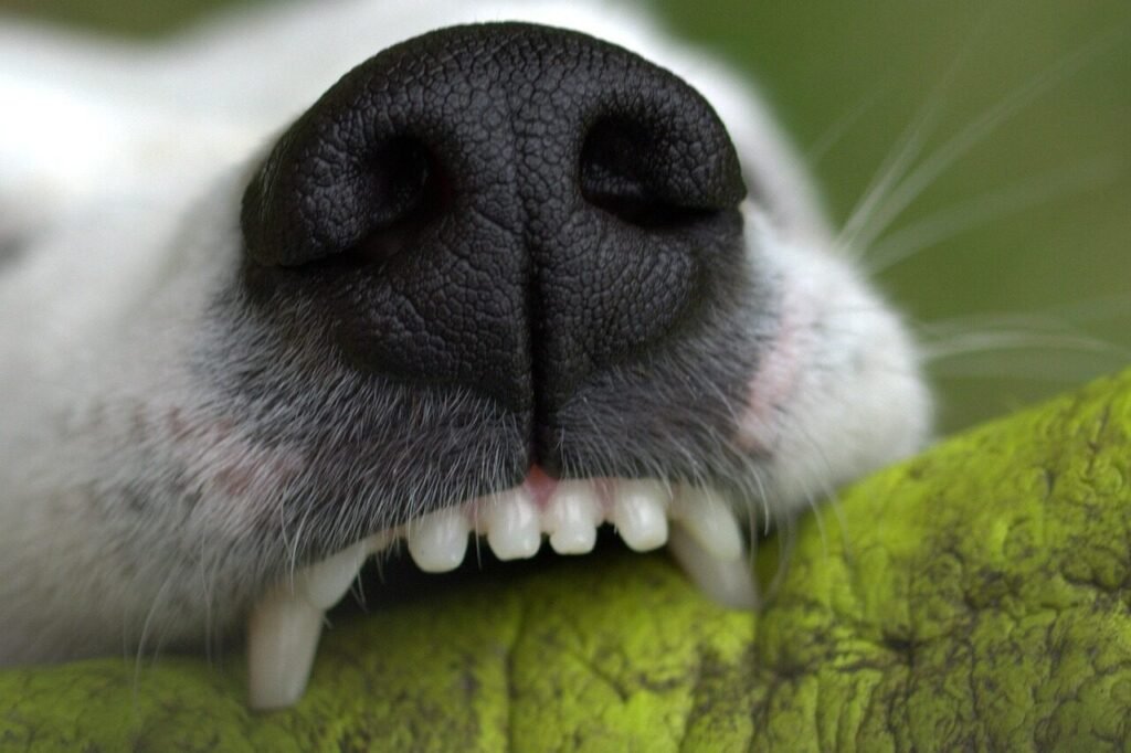snout, denture, bite, to play, pet, dog, teeth, animal, creature, close up, jack russell, terrier, snappy, dog teeth