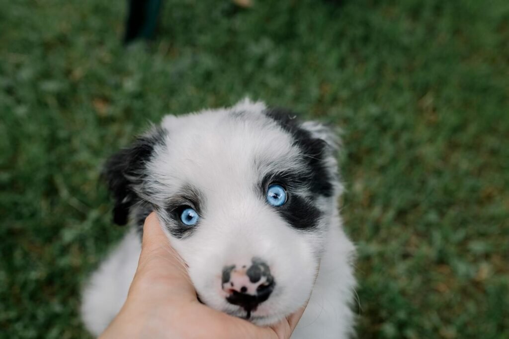 A cute blue-eyed puppy being gently held by a person outdoors on grass, showcasing adorable innocence.