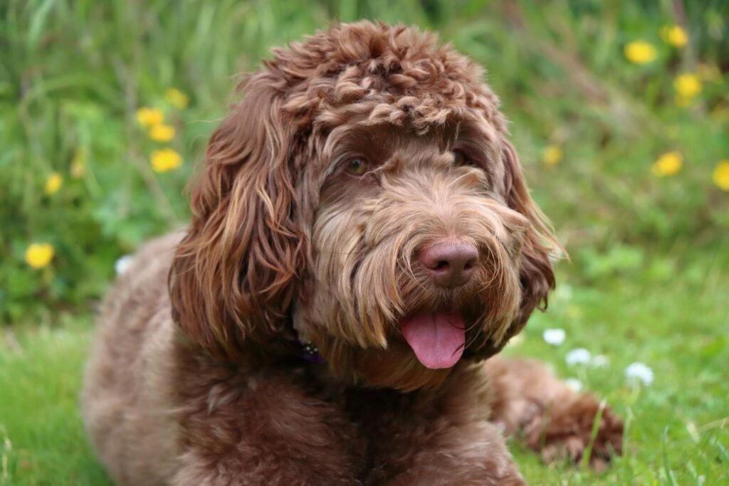 Charming brown Cockapoo relaxing in a garden surrounded by flowers in London.