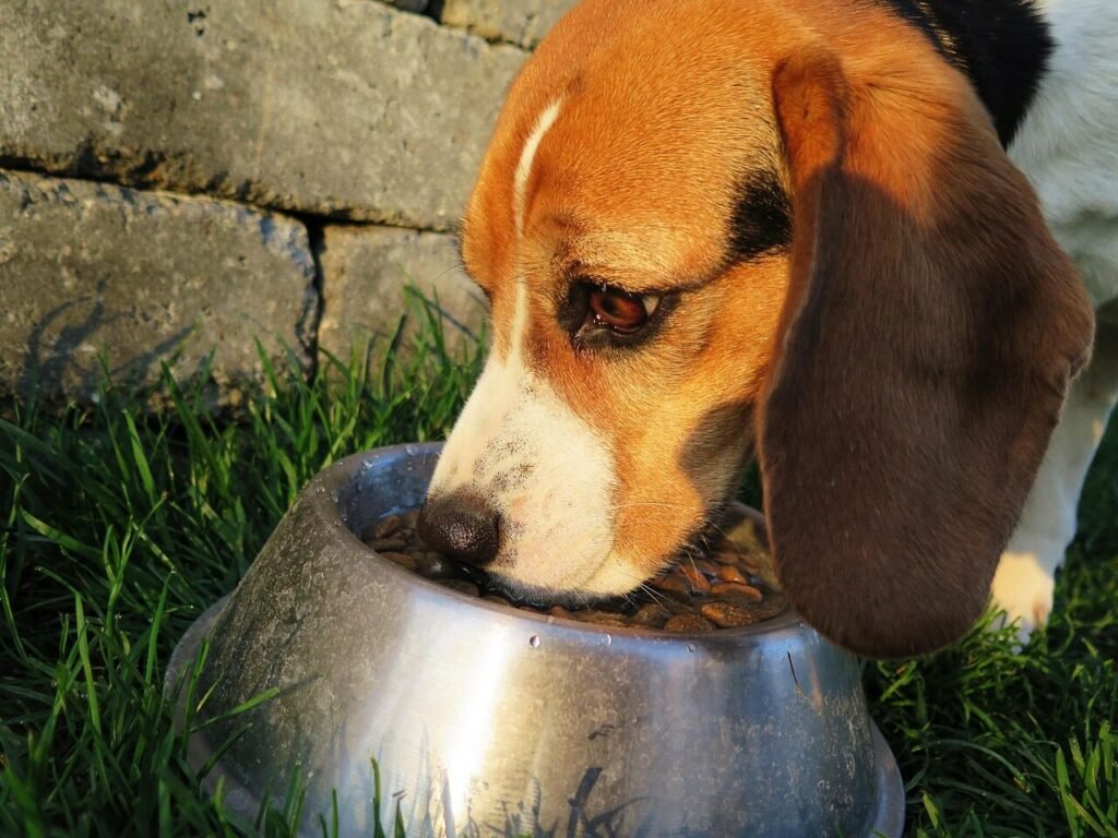 dog, meal, food bowl, pet, dog food, feed, food, dry, garden, animal, domestic animal, domestic dog, purebred dog, beagle, nature, feeding, hunting dog, reward, wildlife, brown, hungry