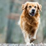 A happy golden retriever walking outdoors on a forest trail.