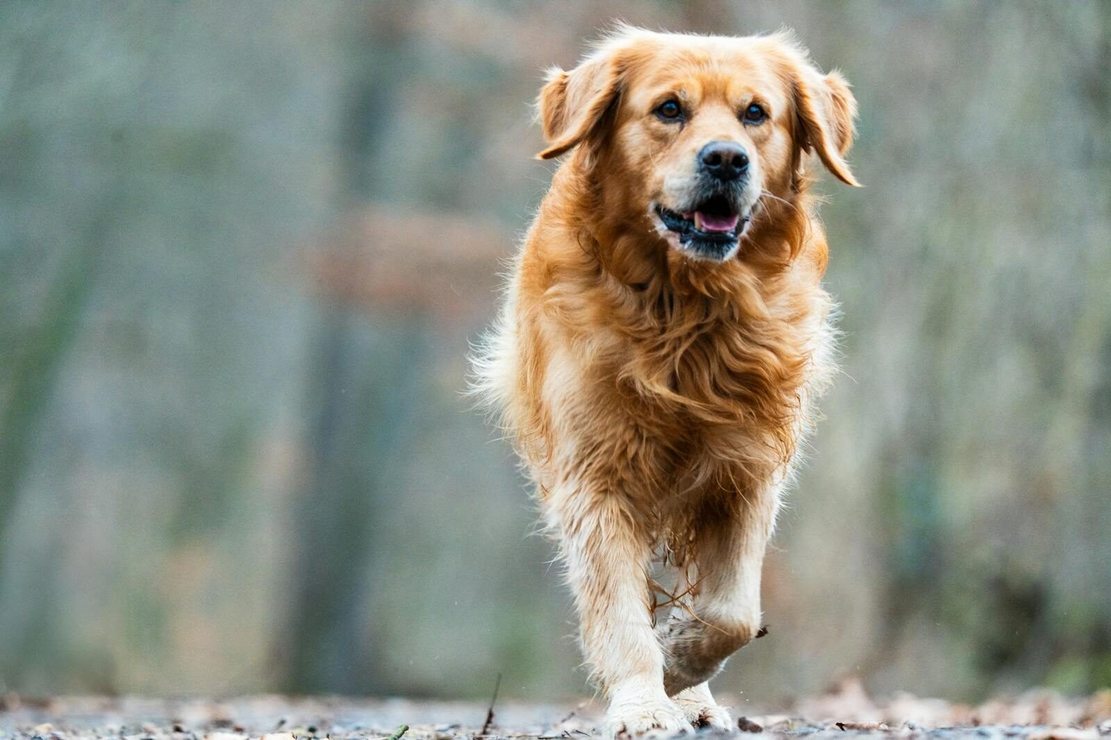 A happy golden retriever walking outdoors on a forest trail.