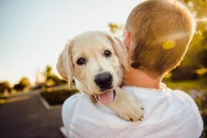 How to Take Care of a New Puppy