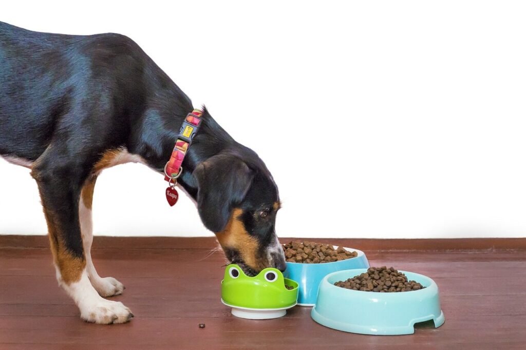 dog, pet, food, bowl, animal, kibble, paws, treat