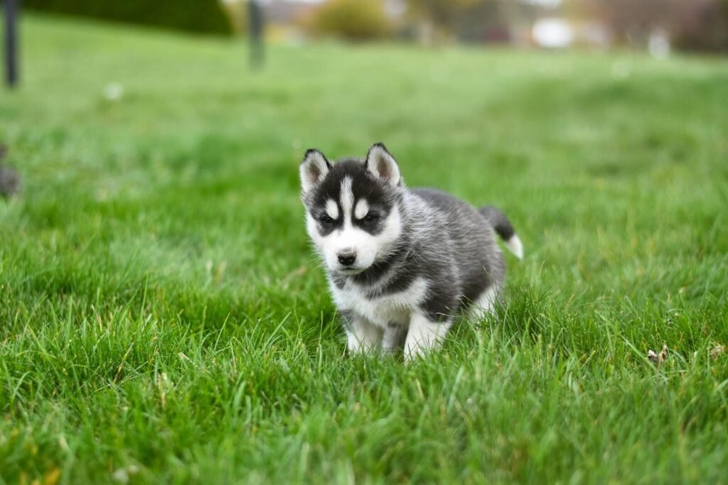 Adorable Siberian Husky puppy exploring green grass, showcasing its playful and curious nature.