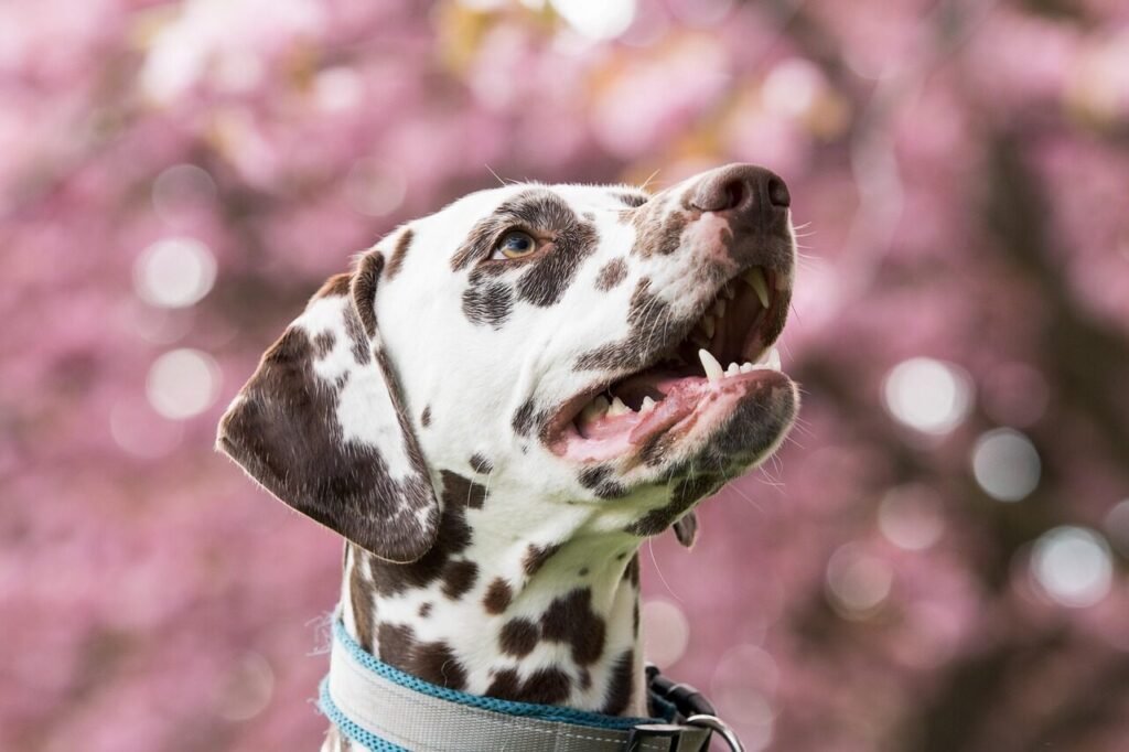 dalmatian, dog, pet, head, snout, animal, nature, domestic dog, canine, mammal, cute, closeup, portrait