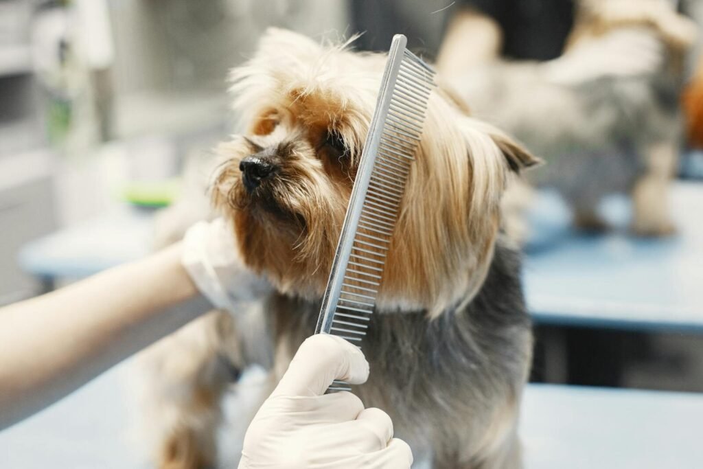 Hand Stripping in Dog Grooming