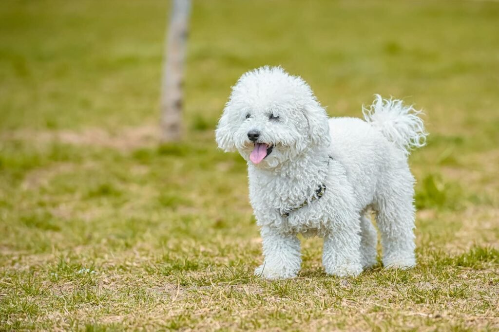 White poodle dog happily playing on the grass, showcasing its fluffy fur in the sunlight.
