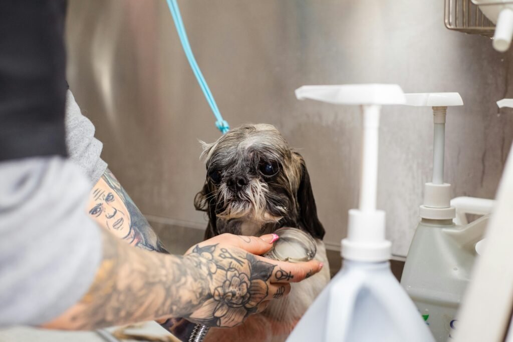 A small wet Shih Tzu dog being washed by a tattooed groomer in a professional bathing station with shampoo dispensers.