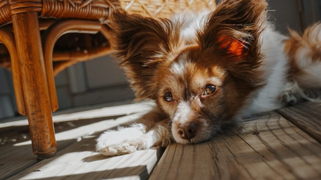 A small dog rests on a wooden deck.