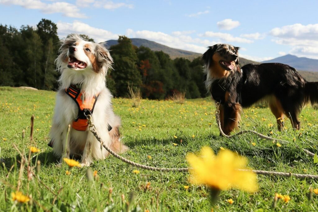a couple of dogs that are standing in the grass and spring shedding dogs