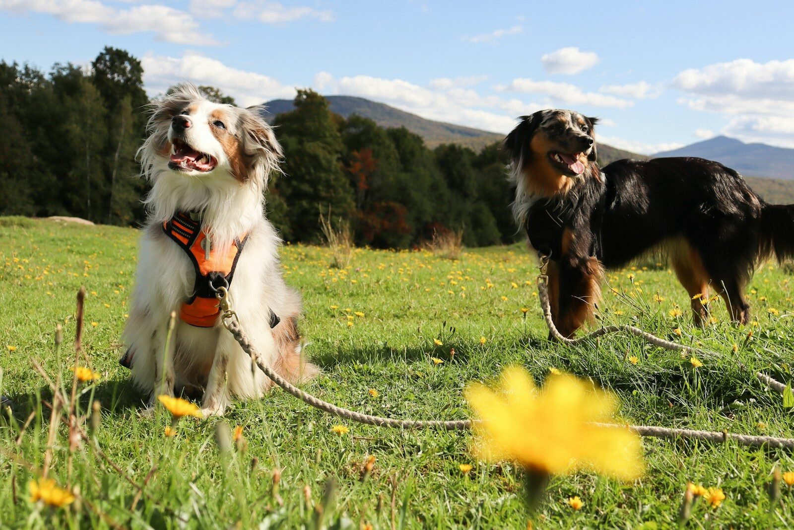 a couple of dogs that are standing in the grass and spring shedding dogs