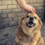Hand Stripping in Dog Grooming