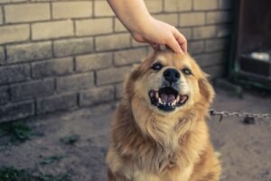 Hand Stripping in Dog Grooming