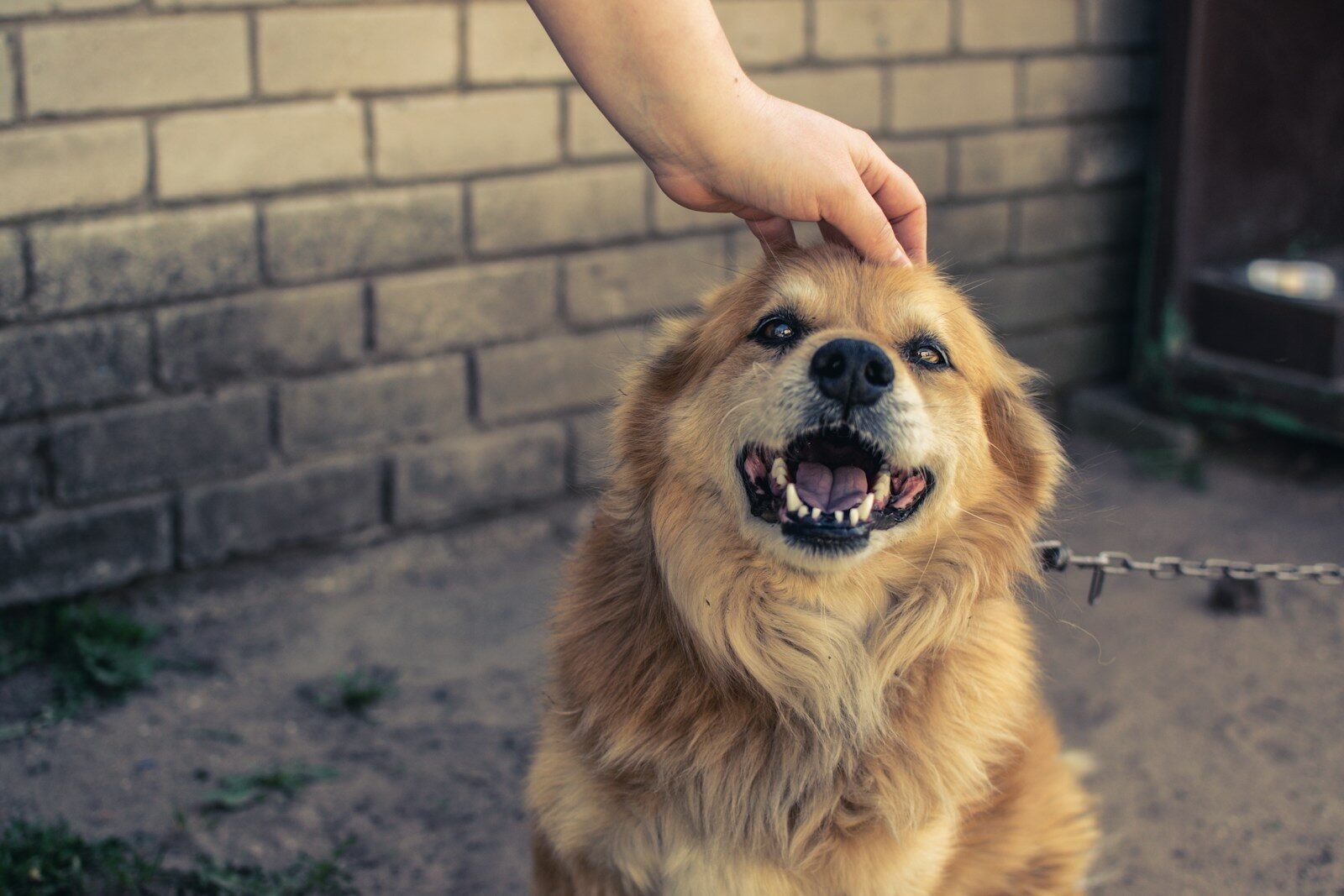 Hand Stripping in Dog Grooming