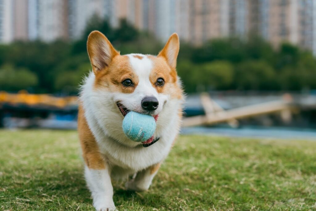 A happy corgi dog running with a ball