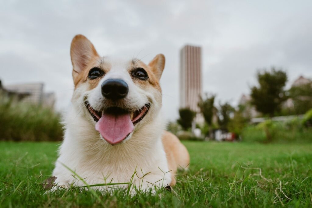 Can Dogs Pant When They’re Happy?
