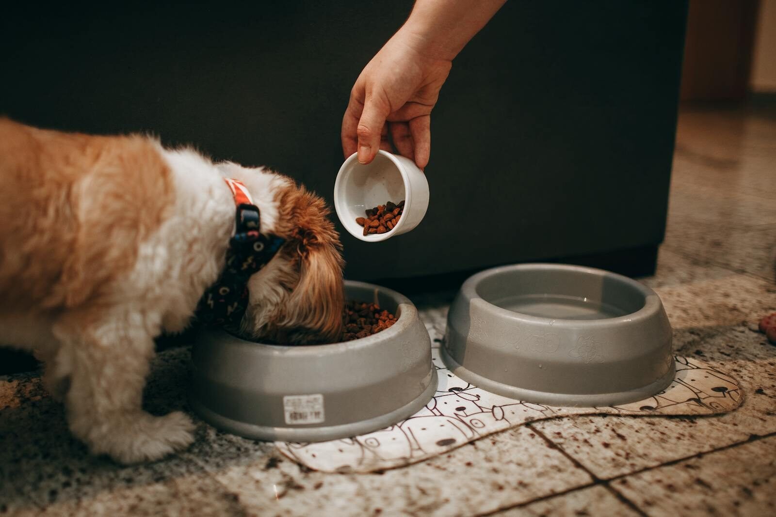 A hand feeds a Shih Tzu puppy in an indoor setting, highlighting pet care and love.