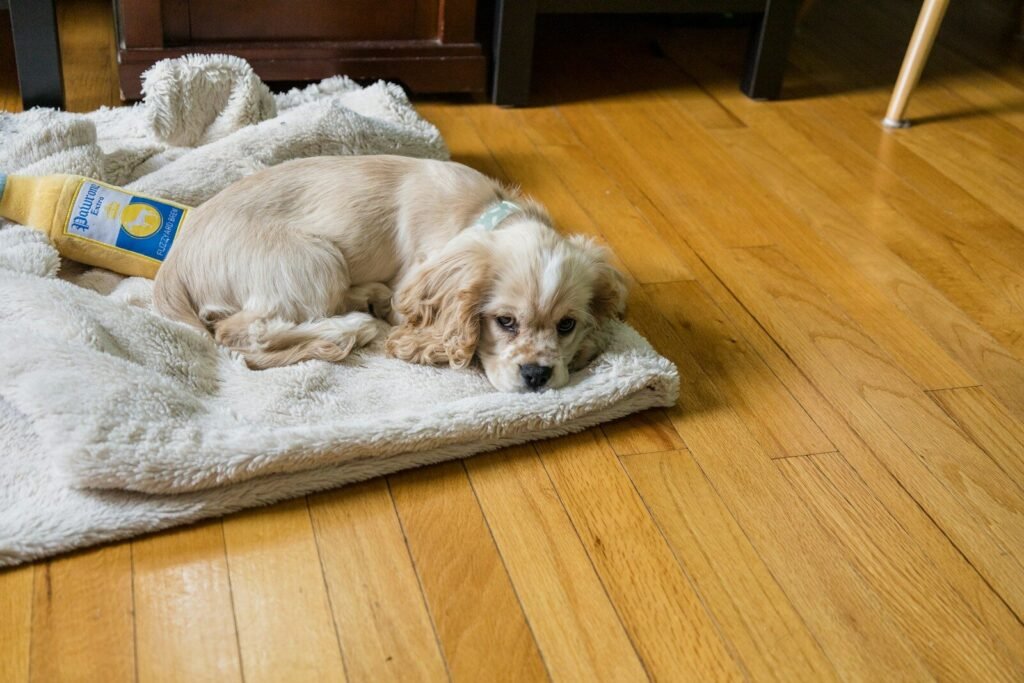 Settled rescue dog comfortable at home after four weeks