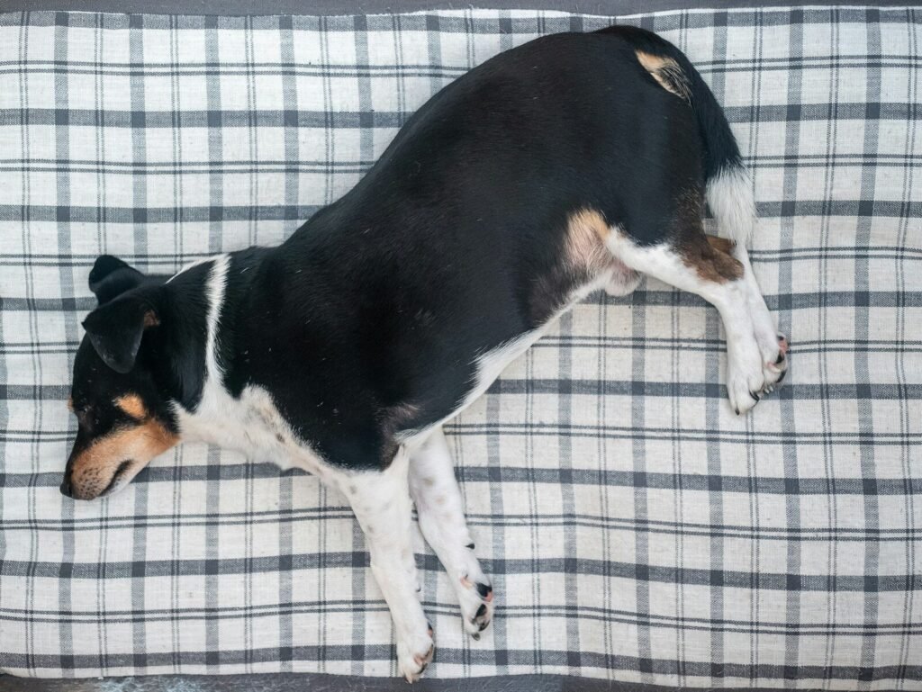 Rescue dog showing trust through relaxed belly up sleeping position