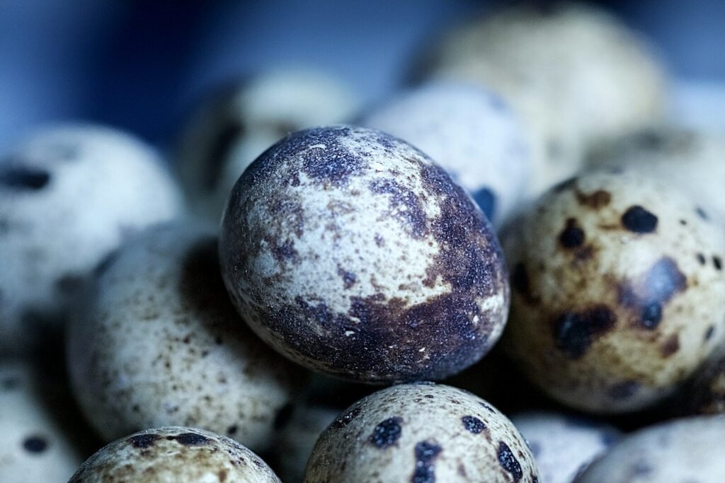can dogs eat quail eggs
