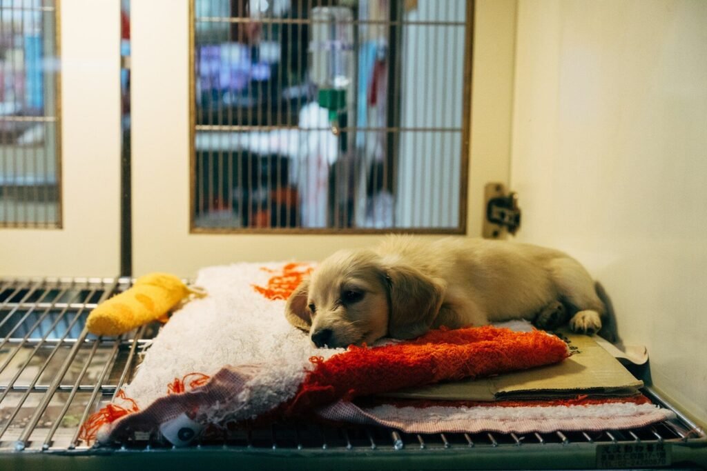 Rescue dog in shutdown phase hiding during first week