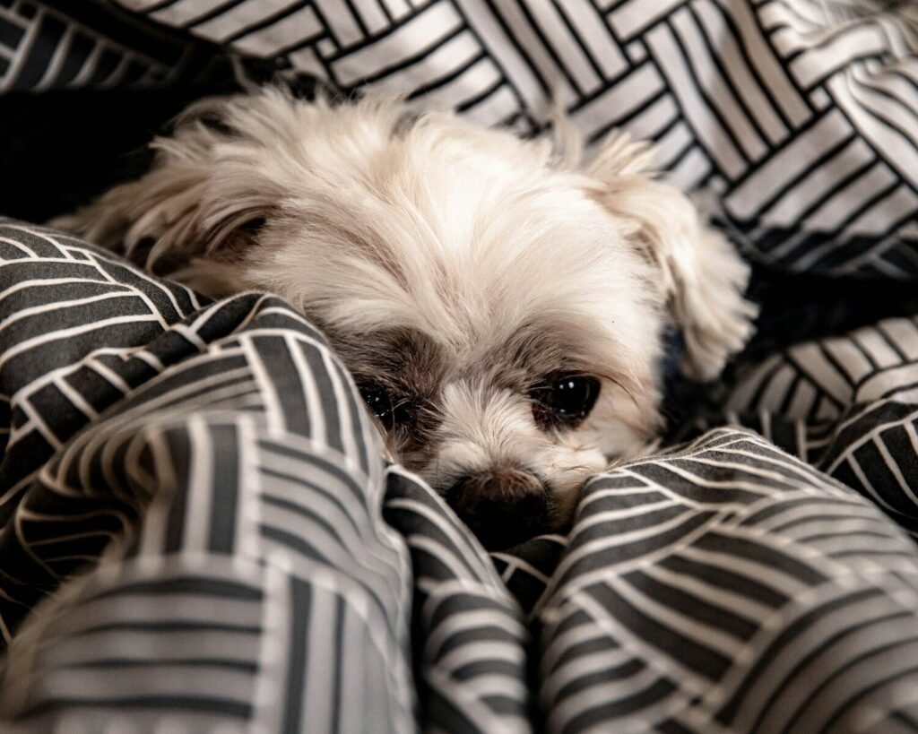 Calm an Anxious Rescue Dog