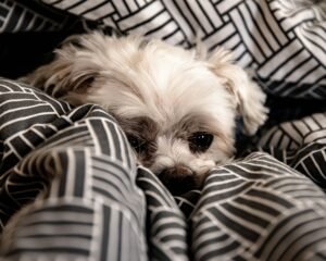 Calm an Anxious Rescue Dog