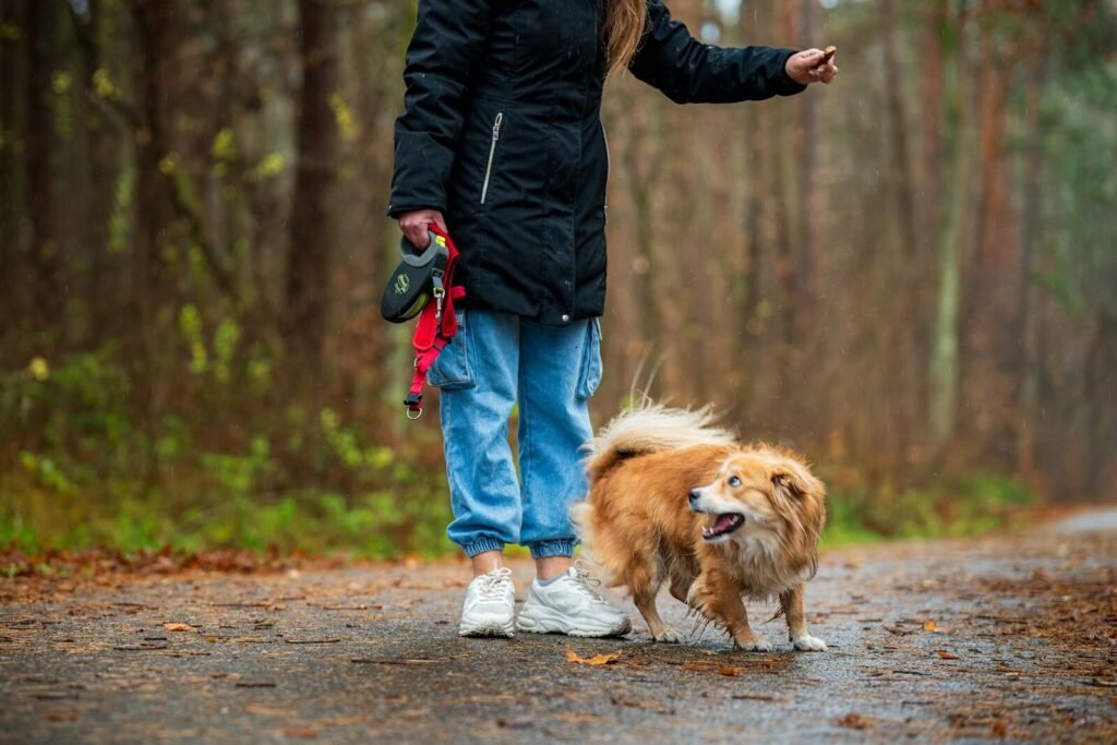 A woman walks a small dog on a leash through a wet forest path, surrounded by trees during autumn.