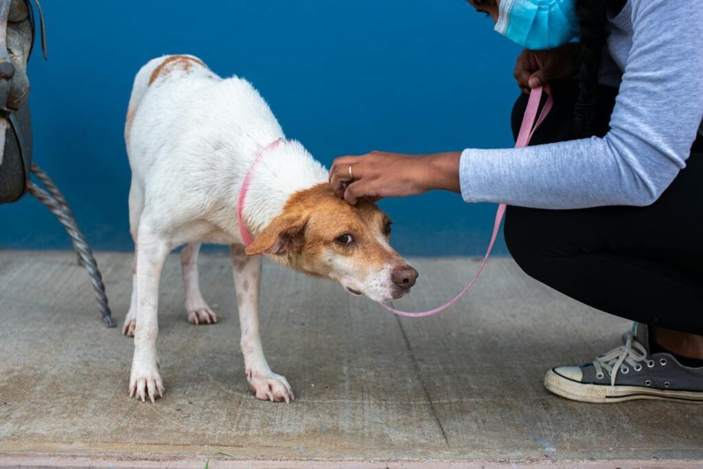 Anxious Rescue Dog take care by dogcaretaker