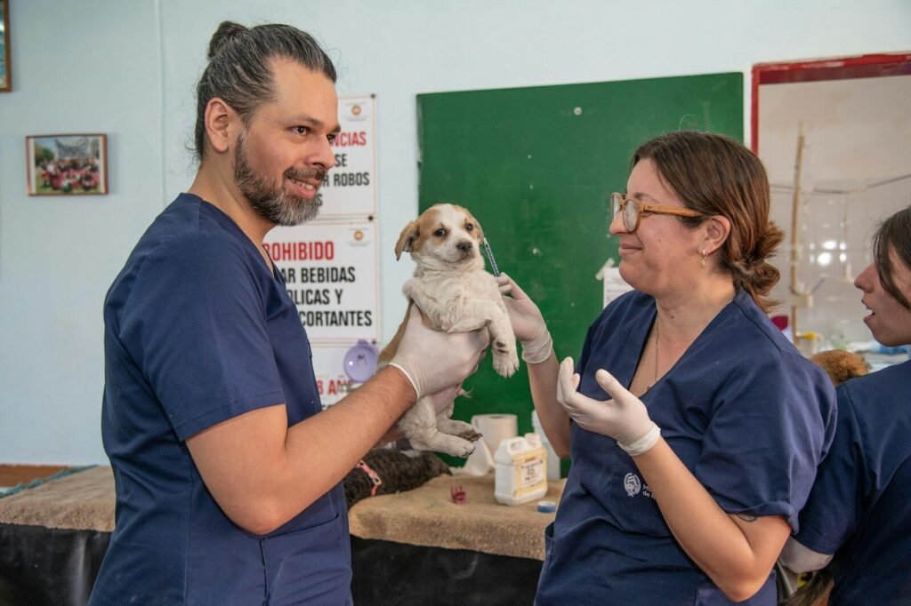 Dog receiving affordable care at a low-cost veterinary clinic