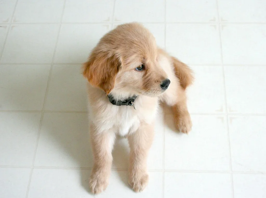 Golden Retriever puppy showing breed size determines puppy food timing