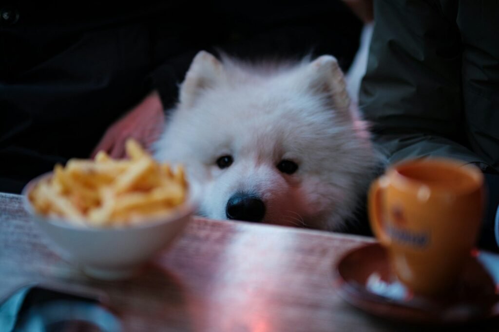 Dogs with fries